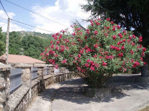 Marab�