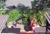 Windy Dalat