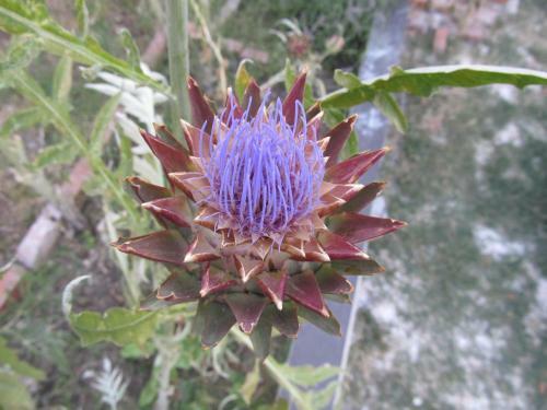 Guesthouse Trogir Proto Hostel