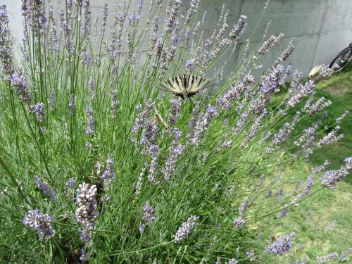 Guesthouse Trogir Proto Hostel