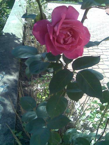 Akacjowa Bed & Breakfast