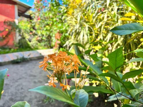 Natural Experience House Hostel