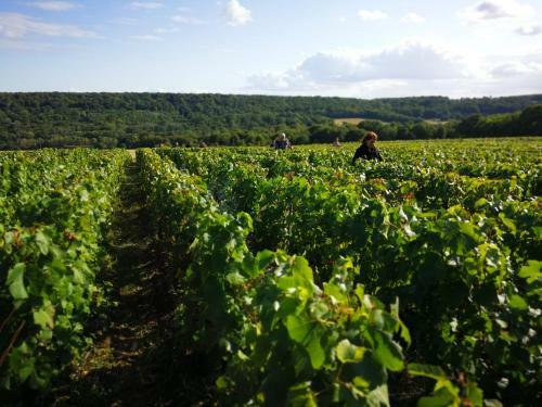 L'appel de La For�t 51