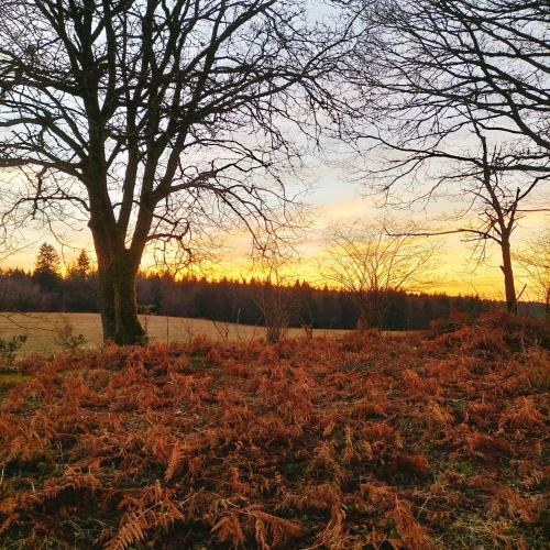 Cabane Des Lutins - Belle Fleur
