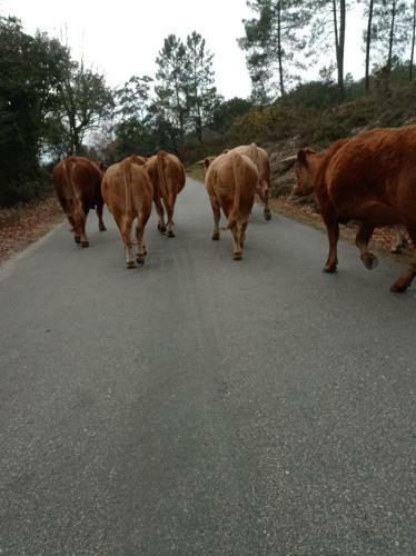 Casa Do Vale - Casa Termal - Ger�s/xures Apartment