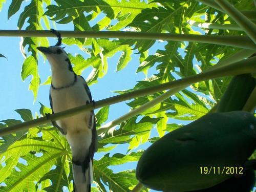 Flamingo Cabinas Hotel