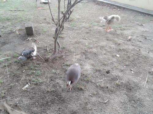 Regant Lake Village Hotel