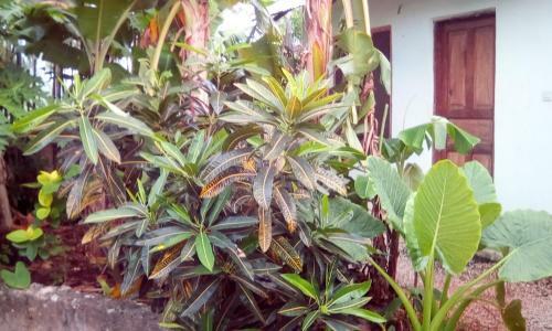 Simon House Bed & Breakfast