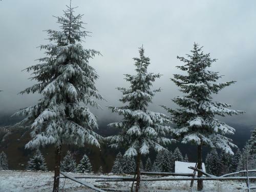 Ranger Chalet Hostel