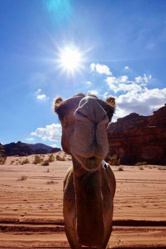 Wadi Rum Protected Area Camp