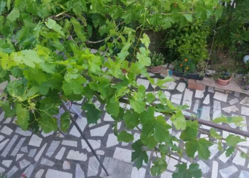 Apartmani Stefi