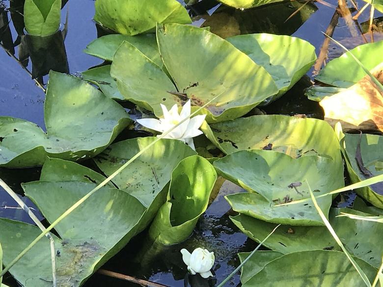 Infinity Lilly Apartments